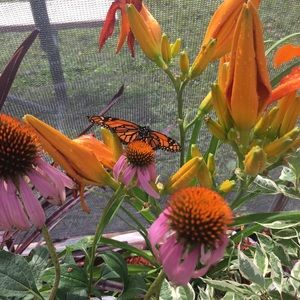 Meet your Posher, Ella